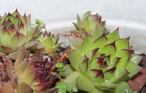 观音莲养爆盆的方法 观音莲爆盆了怎么移栽