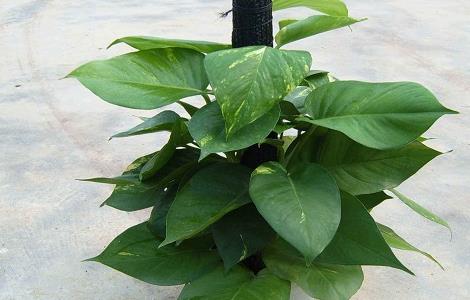 室内养殖绿萝的作用及好处（室内养殖绿萝的作用及好处有哪些）