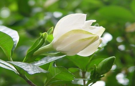 茉莉花与栀子花的区别方法 栀子花和茉莉花有什么不同