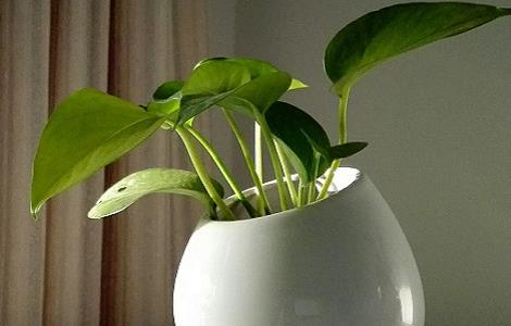 绿萝常见的病害防治方法（绿萝常见病害处理方法）