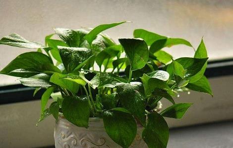 适合在家养殖的几种花 适合在家养殖的几种花卉