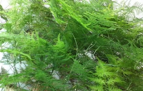 土培文竹如何转水培（文竹怎么改水培）