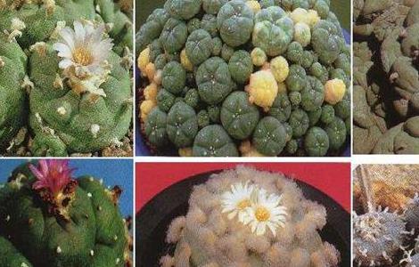 多肉乌羽玉仙人球致幻后有哪些症状 仙人球乌羽玉生长速度