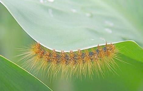 鸿运当头常见虫害及防治方法 鸿运当头土壤里面有虫子用什么药