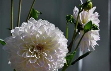 大丽花冬季怎么养护 大丽花冬天怎么养护