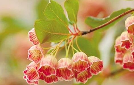 灯笼树简介及常见问题 灯笼树有什么作用