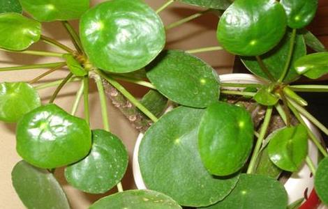 镜面草简介及常见问题（镜面草介绍）