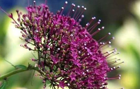 夕雾的栽培技术 连雾栽培技术