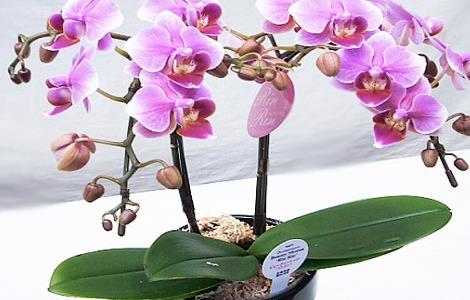 蝴蝶兰的常见病虫害及防治方法 蝴蝶兰的常见病虫害及防治方法图片