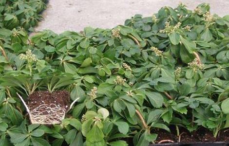 富贵草养殖方法(富贵花养殖方法)