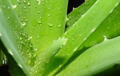 芦荟怎么繁殖（芦荟是怎么繁殖的）