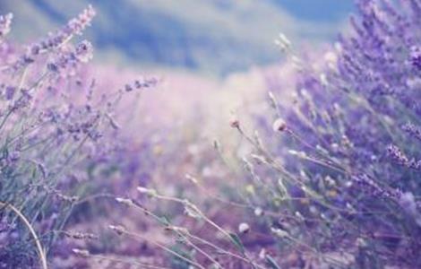 薰衣草的栽培技术（薰衣草的栽培技术与管理论文3000字）
