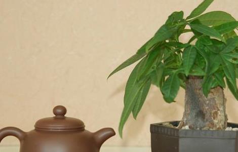 发财树的养殖方法和注意事项 盆栽发财树的养殖方法和注意事项