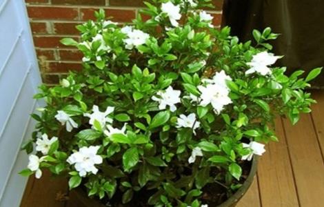 栀子花正确修剪时间和方法 栀子花正确修剪时间和方法视频