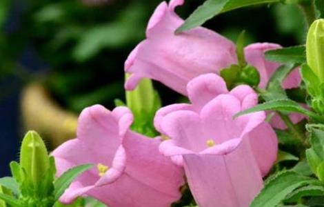 风铃草盆栽养殖方法介绍（风铃草盆栽养殖方法介绍图片）