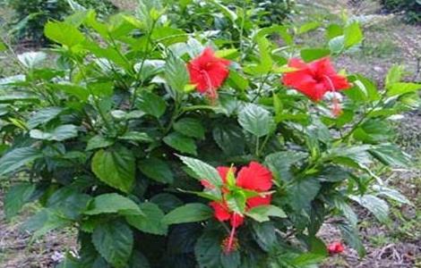 扶桑的修剪方法介绍（扶桑如何修剪）