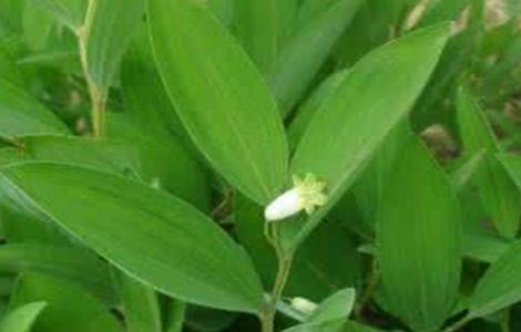 玉竹烂根原因及防治方法 玉竹烂根怎么防治