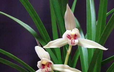 兰花不香原因及解决方法（兰花不香原因及解决方法图片）