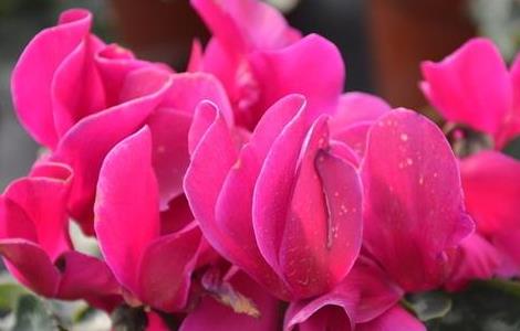 仙客来养殖方法和注意事项（客来仙的养殖方法和注意事项）