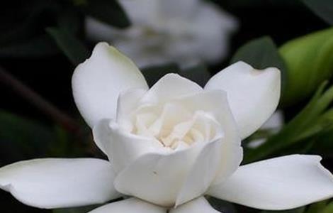 栀子花养殖方法和注意事项（盆栽栀子花的养殖方法和注意事项）