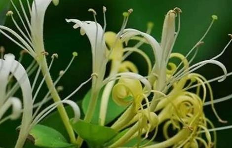 金银花有哪些品种分类(金银花有哪些品种分类图)