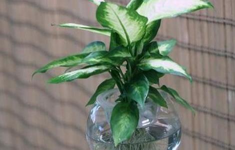 发财树正确的浇水方法（发财树几天浇一次水最合适）