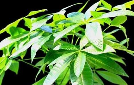 发财树和招财树的区别(发财树和招财树的区别?)