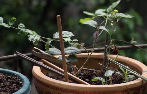 金银花怎么繁殖(金银花怎样种植)