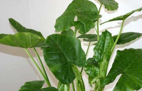 滴水观音怎么修剪 滴水观音怎么修剪好看