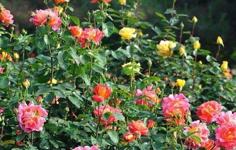 月季花盲枝是什么原因 月季花哪些是盲枝