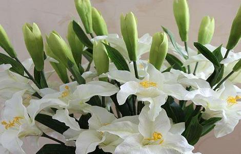 百合花的种子怎么种植(百合花的种子怎么种植的)