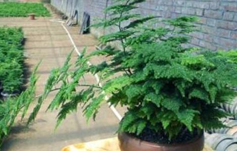 文竹的养殖方法和注意事项（文竹怎么养才能更旺盛）