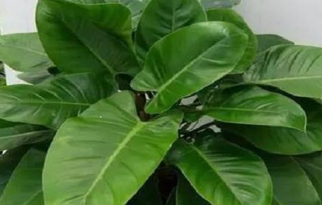 类似绿萝的植物有哪些 类似绿萝的植物有哪些品种