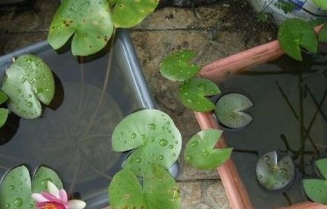 睡莲水培怎么养（睡莲水培养殖）