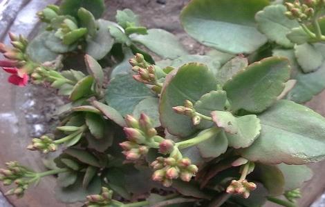 长寿花怎么扦插及注意事项 长寿花的扦插方法和注意事项