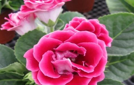 大岩桐花叶子变黄变黑的解决方法 大岩桐花叶子发黄怎么办