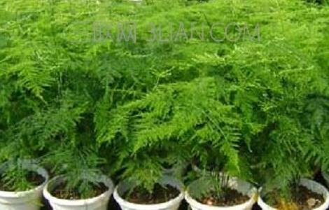 文竹怎么扦插繁殖（文竹怎么扦插繁殖快）