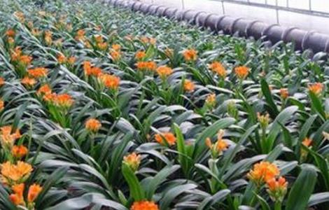 君子兰的人工种植方法 君子兰的种植技术