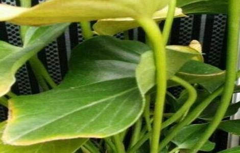 红掌叶子发黄怎么办(红掌叶子发黑是怎么回事)