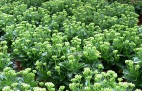 长寿花怎么养（长寿花怎么养才能开花不断）
