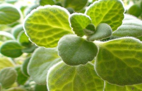 碰碰香的栽培技术 怎样养植碰碰香