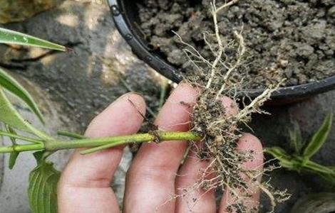 栀子花的扦插方法 栀子花繁殖法