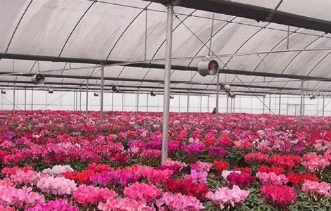 仙客来怎么繁殖（仙客来怎么繁殖种子）