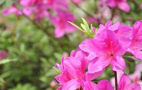 锦绣杜鹃怎么养 锦绣杜鹃怎么养殖