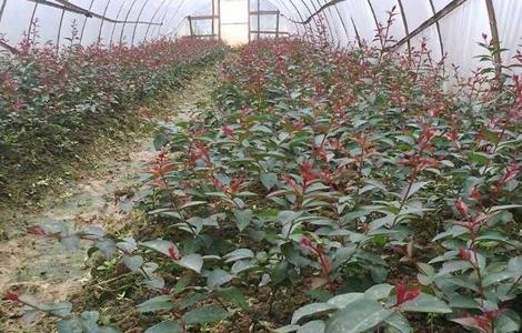 紫薇的扦插繁殖方法（紫薇的扦插繁殖方法视频）