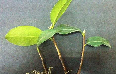 茶花怎么扦插(茶花怎么繁殖)