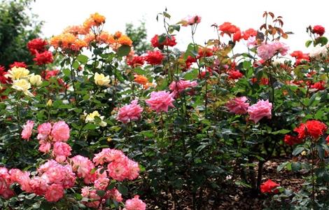 月季花的养殖方法介绍（月季花的养殖方法介绍视频）