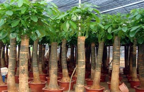 发财树的养殖方法与注意事项 辫子发财树的养殖方法和注意事项