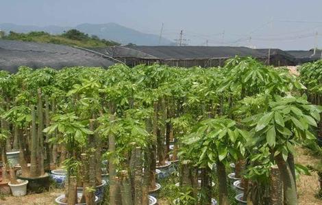 发财树 养殖方法 注意事项