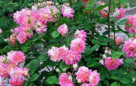 月季的养殖方法 冬季养月季的养殖方法